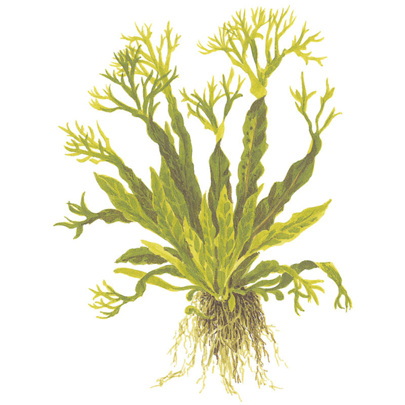 Microsorum pteropus 'Windeløv' Nr.12 på rod m/sugekop