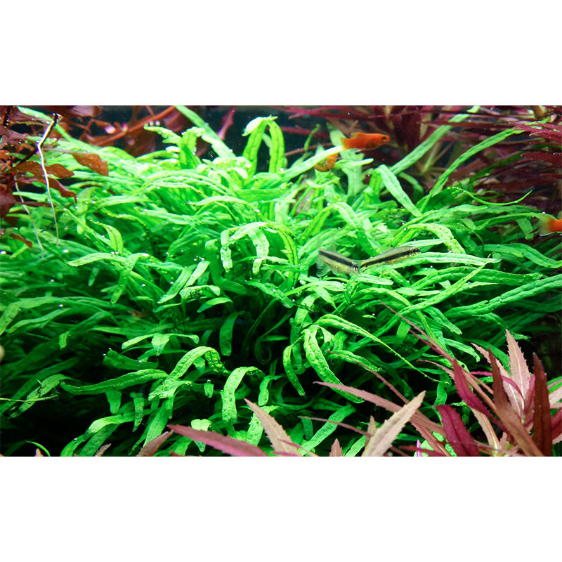 Microsorum pteropus 'Trident' Nr.11 ca. 15-20 cm på rod