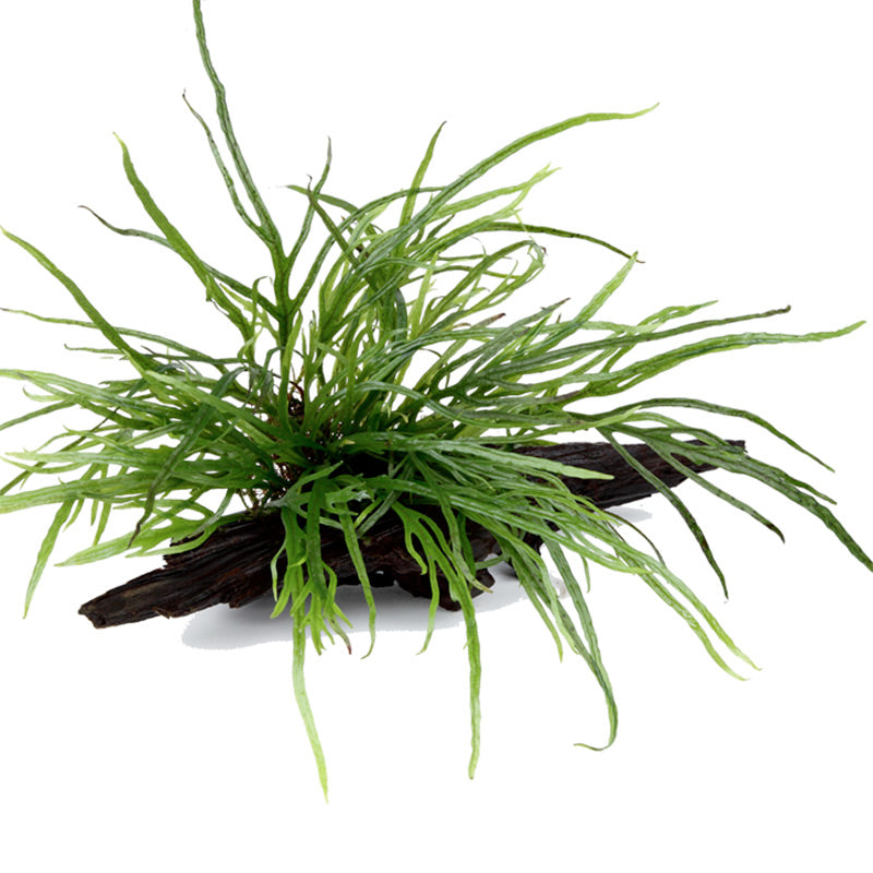 Microsorum pteropus 'Trident' Nr.11 ca. 15-20 cm på rod