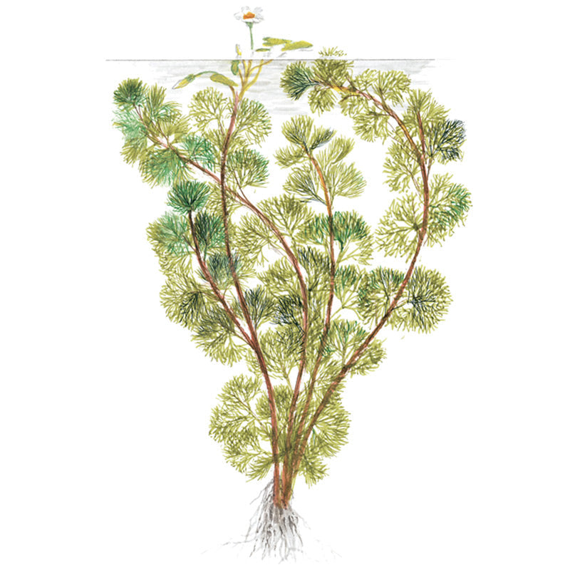 Cabomba aquatica Nr.3 bundtplante