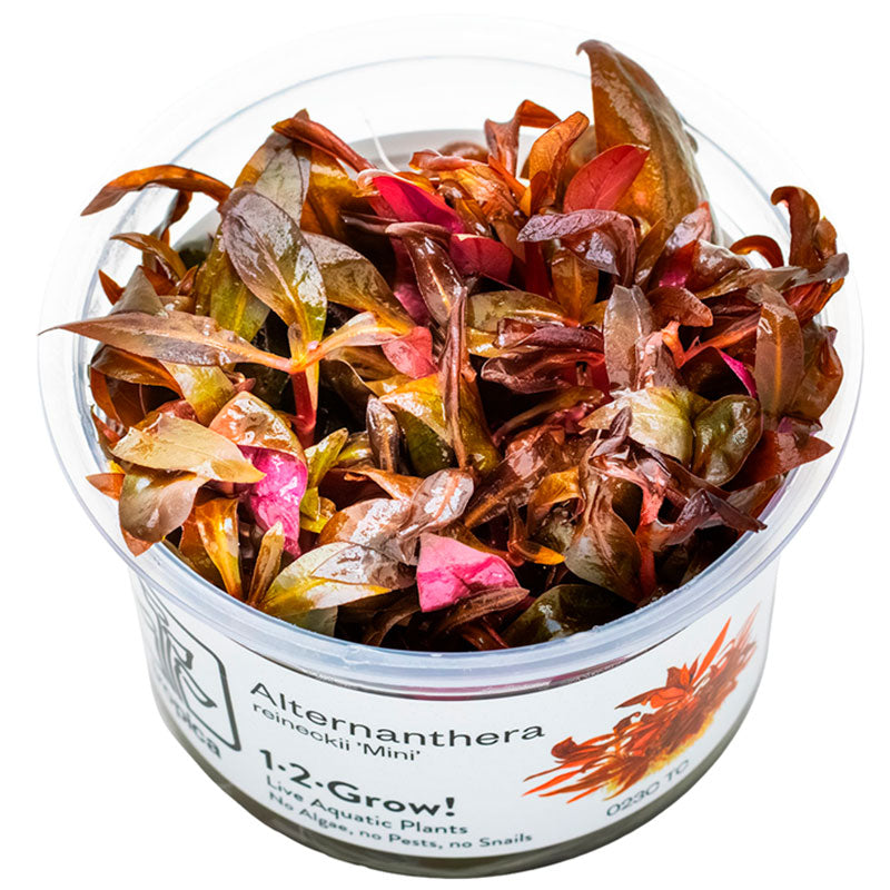 Alternanthera reineckii 'Mini' Nr.8 1-2-Grow!