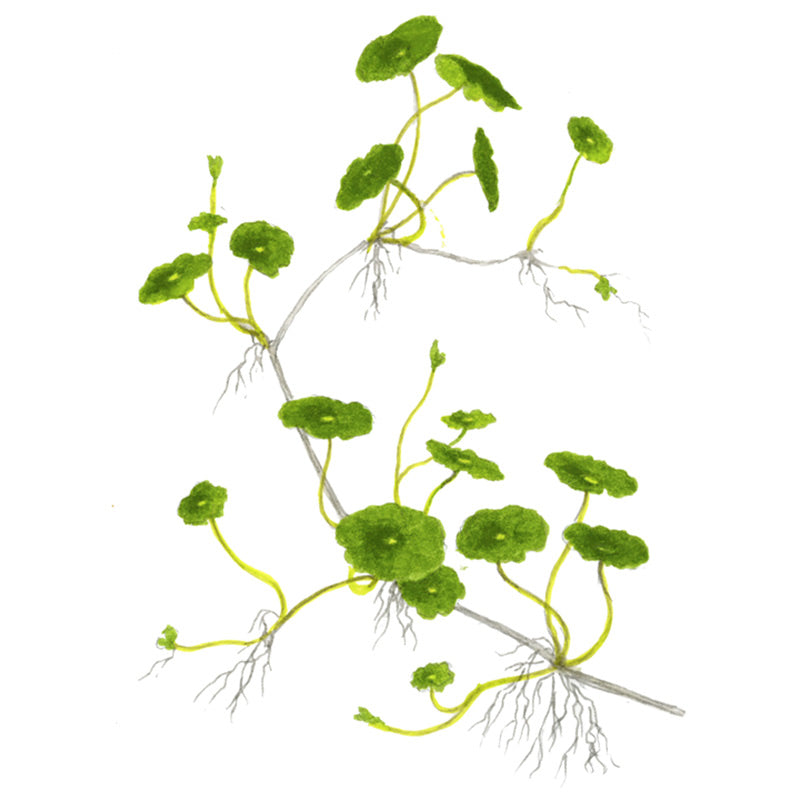 Hydrocotyle verticilla Nr.6 ca. 3-7 cm