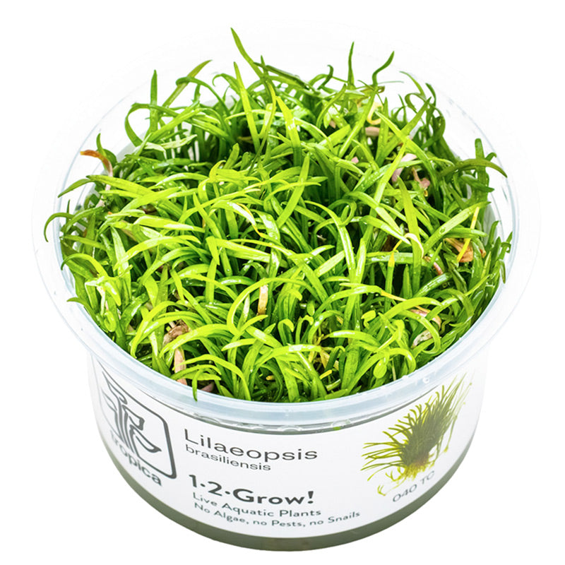 Lilaeopsis brasiliensis Nr.8 1-2-Grow!