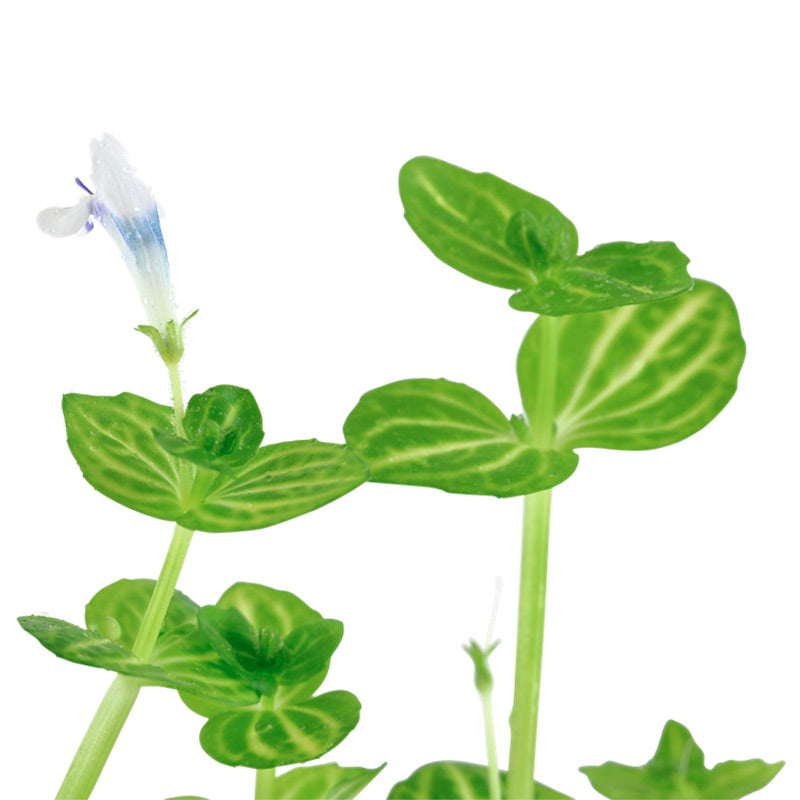 Lindernia rotundifolia Nr.6 ca. 15-30 cm