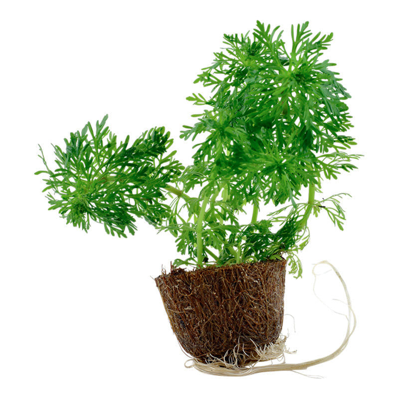 Limnophila sessiliflora Nr.4 minipotte 1 stk