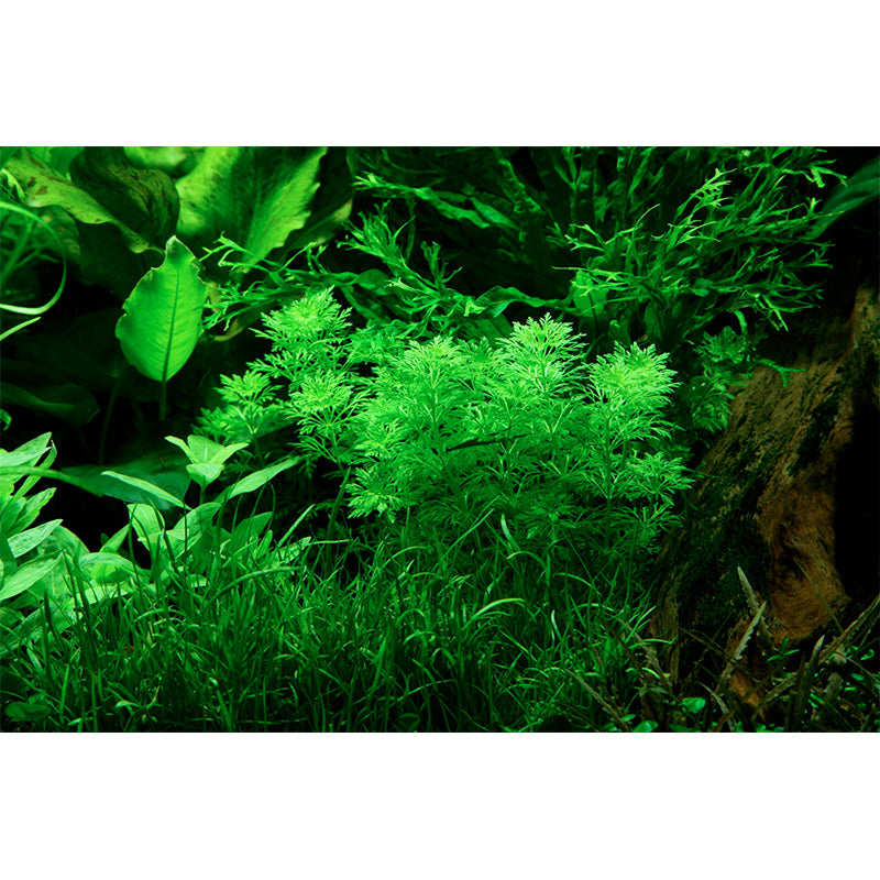 Limnophila sessiliflora Nr.4 minipotte 1 stk