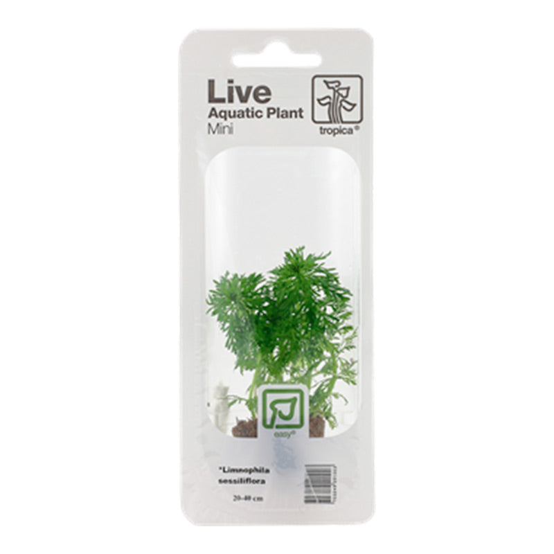 Limnophila sessiliflora Nr.4 minipotte 1 stk