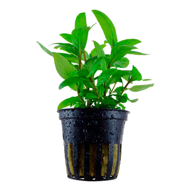 Staurogyne repens Nr.8 ca. 3-10 cm