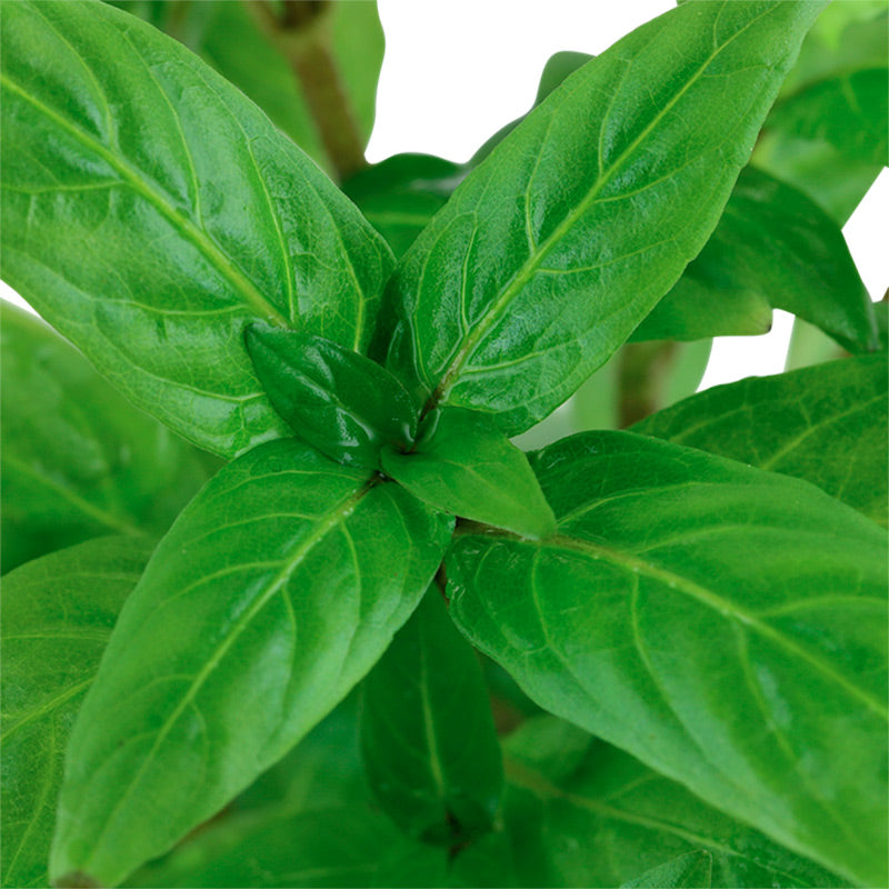 Staurogyne repens Nr.8 ca. 3-10 cm potte