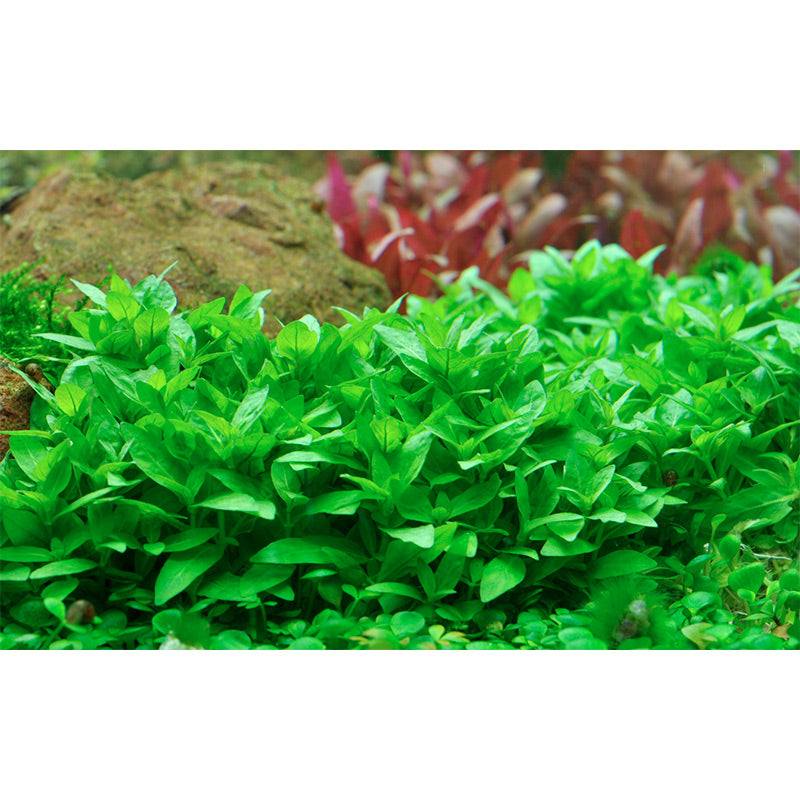 Staurogyne repens Nr.8 ca. 3-10 cm potte