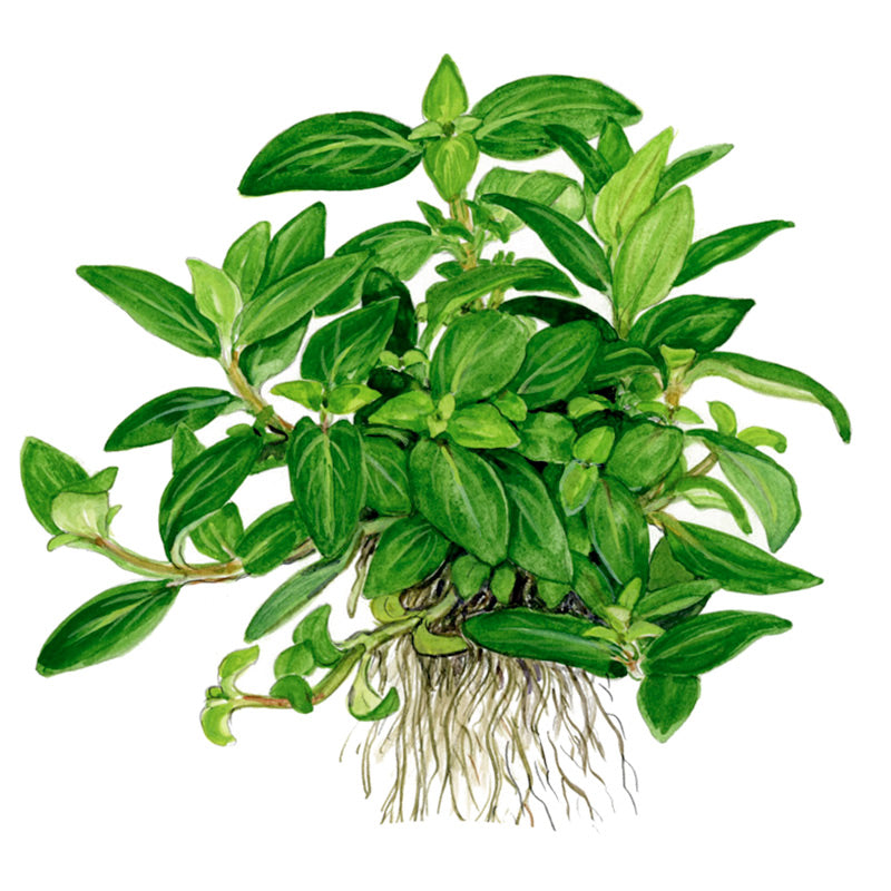 Staurogyne repens Nr.8 ca. 3-10 cm potte