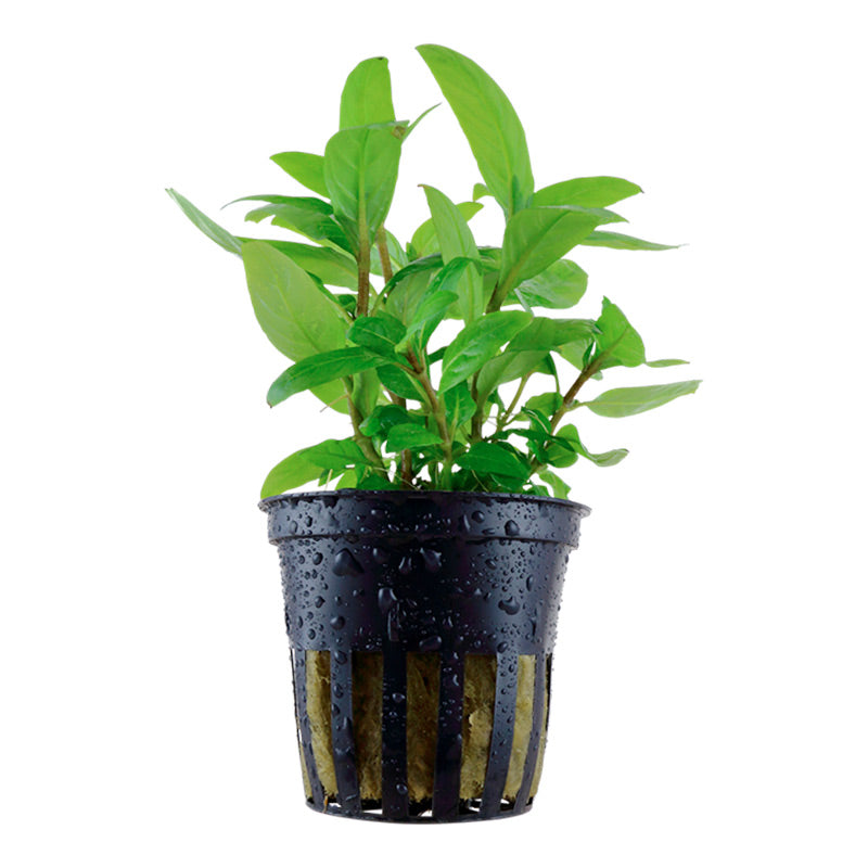 Staurogyne repens Nr.8 ca. 3-10 cm potte