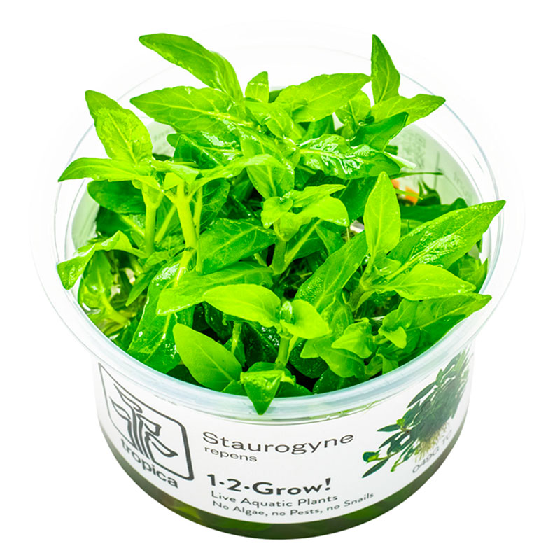 Staurogyne repens Nr.8ca. 3-10 cm
