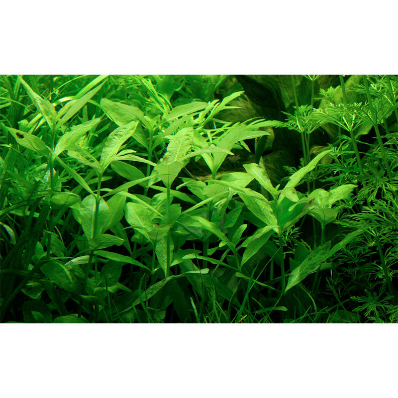 Hygrophila polysperma Nr.6 ca. 25-40 cm