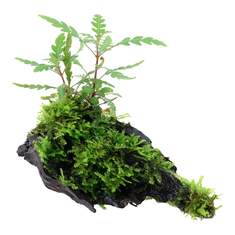 Hygrophila pinnatifida and moss Nr.10 på rod