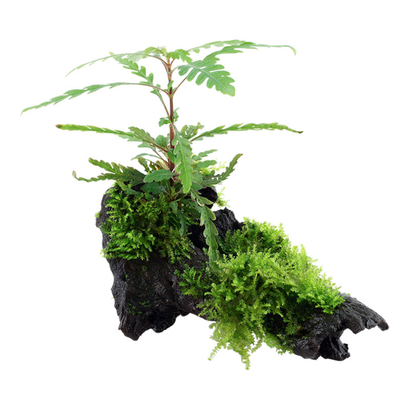 Hygrophila pinnatifida and moss Nr.10 på rod