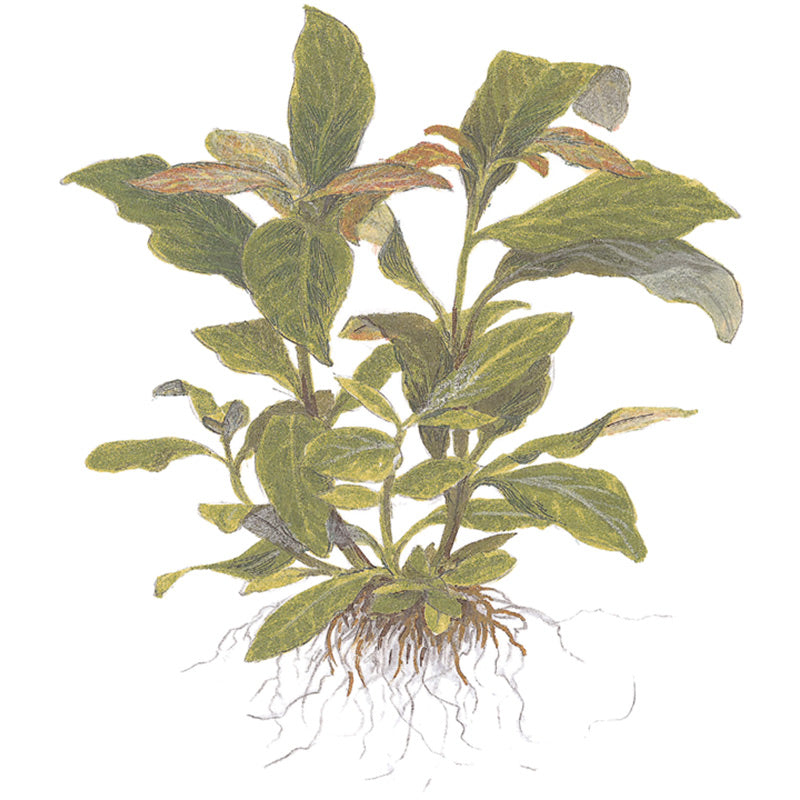 Hygrophila corymbosa 'Siamensis' Nr.10 ca. 15-40 cm XL potte