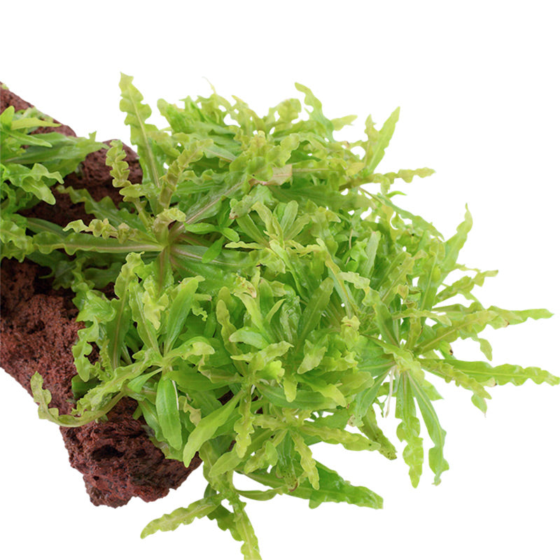 Pogostemon helferi Nr.10 ca. 10 cm på lavasten