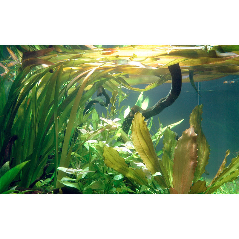 Vallisneria americana 'Gigantea' Nr.8 ca. 10-15 cm