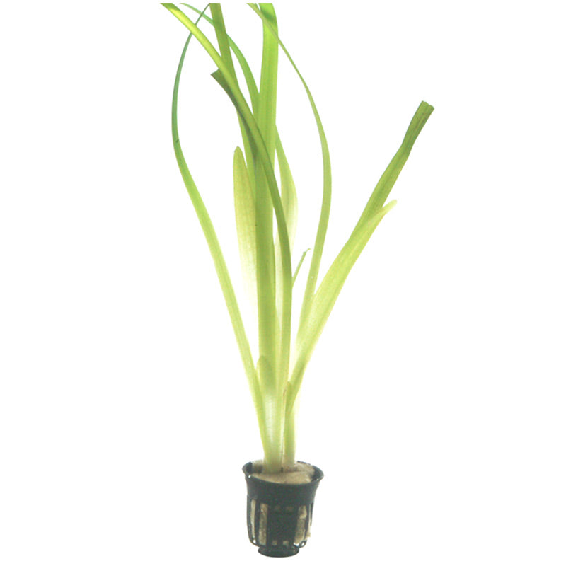 Vallisneria americana 'Gigantea' Nr.8 ca. 10-15 cm