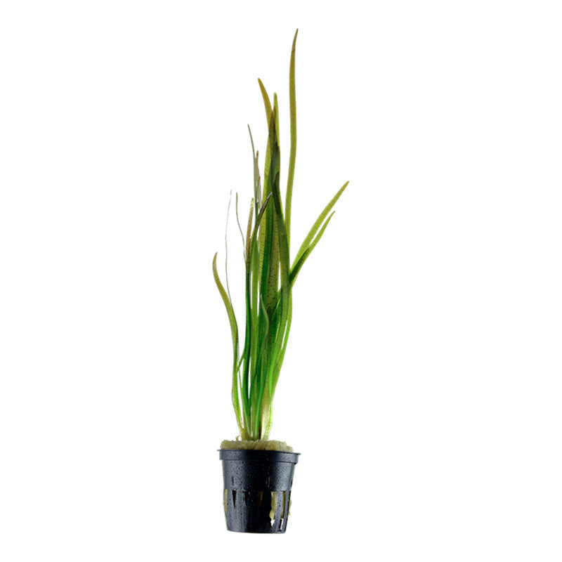 Vallisneria spiralis "Tiger" Nr.7 ca. 30-55 cm