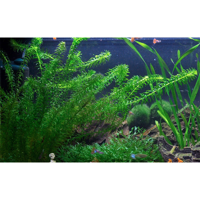 Egeria dinsa