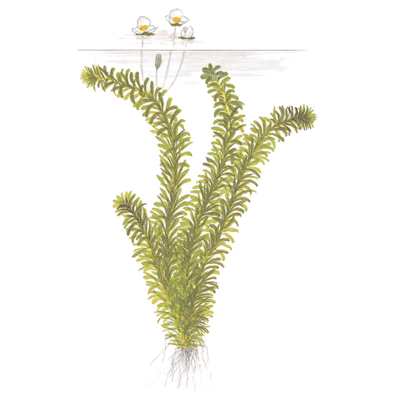 Egeria dinsa