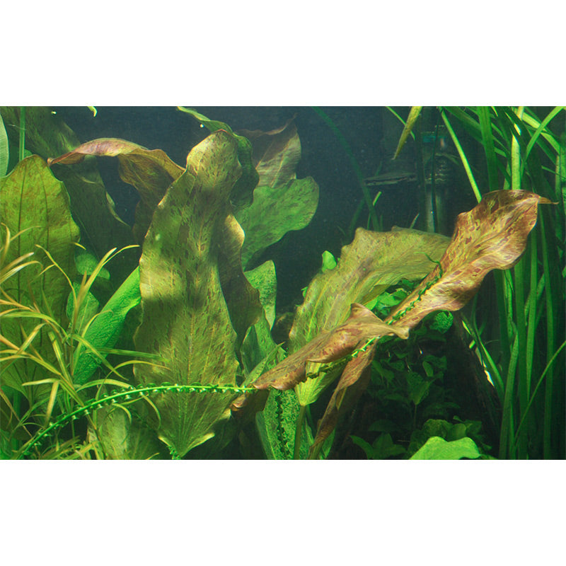 Echinodorus 'Ozelot' Nr.12 ca. 20-50 cm XL potte