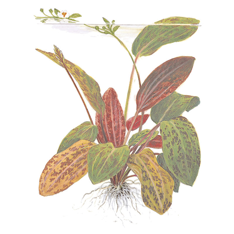 Echinodorus 'Ozelot' Nr.12 ca. 20-50 cm XL potte