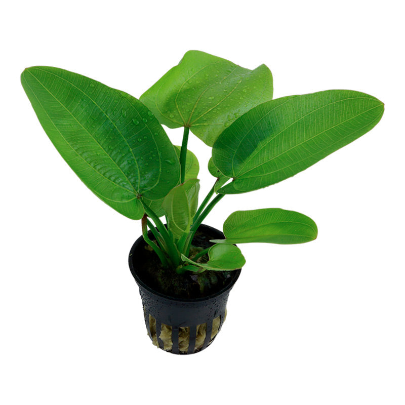 Echinodorus 'Aquartica' Nr.7 ca. 10-20 cm