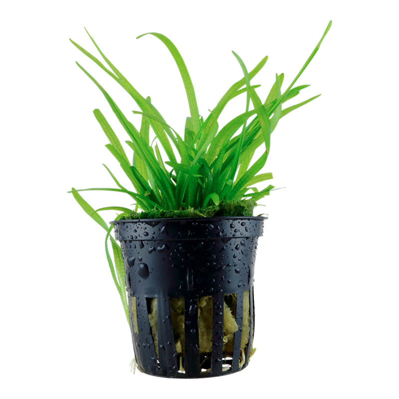 Sagittaria subulata Nr.7 ca. 5-30 cm
