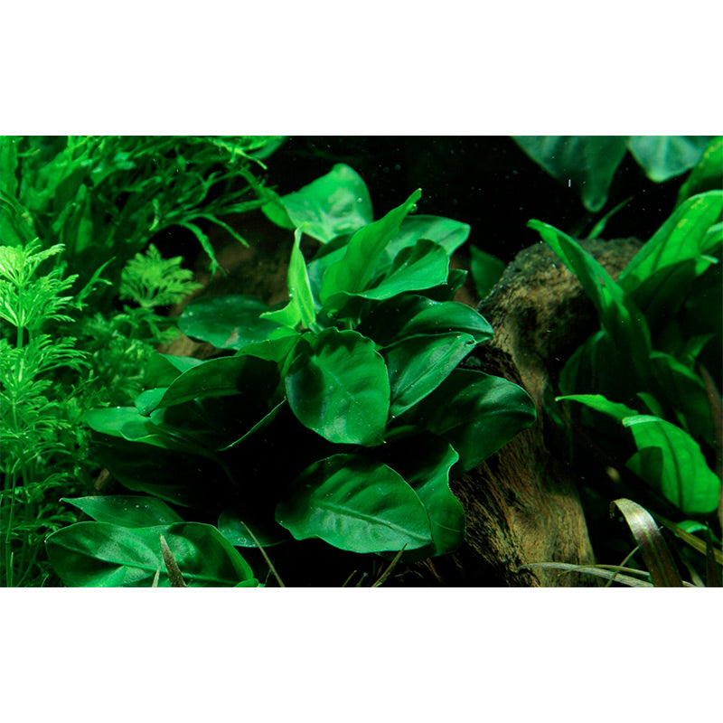 Anubias barteri var. Nana Nr.11 ca. 12-16 cm på lavasten