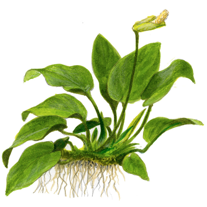 Anubias barteri var. Nana Nr.11 ca. 12-16 cm på lavasten