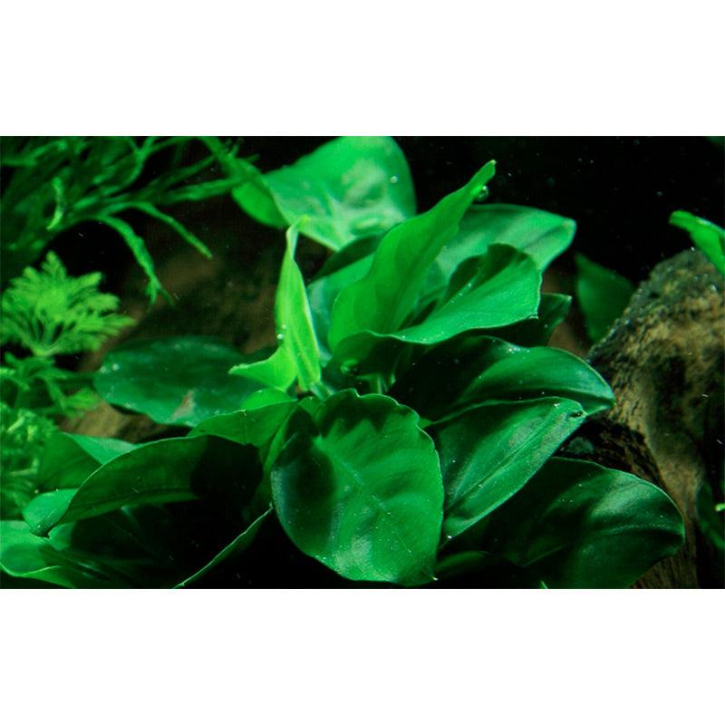 Anubias barteri var. Nana Nr.11 ca. 20-25 cm på rod