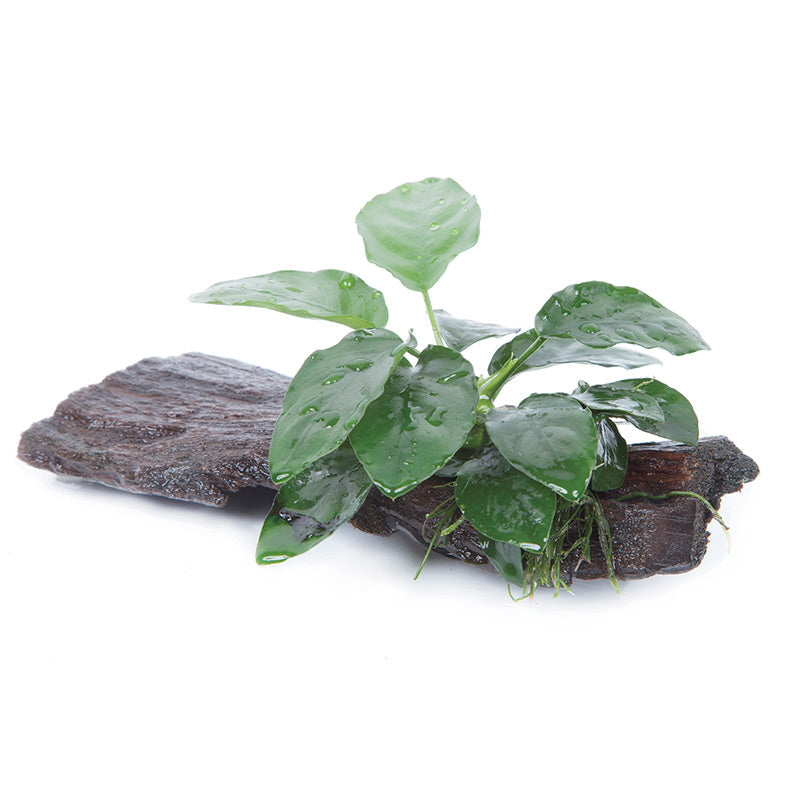 Anubias barteri var. Nana Nr.11 ca. 20-25 cm på rod