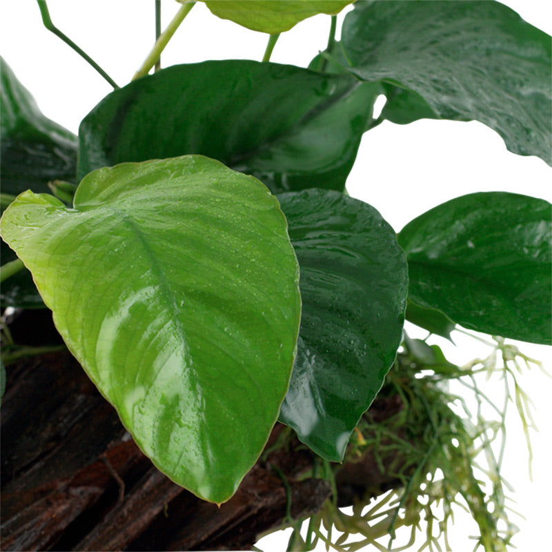 Anubias barteri sp. Nr.13 ca. 20-45 cm på rod XL