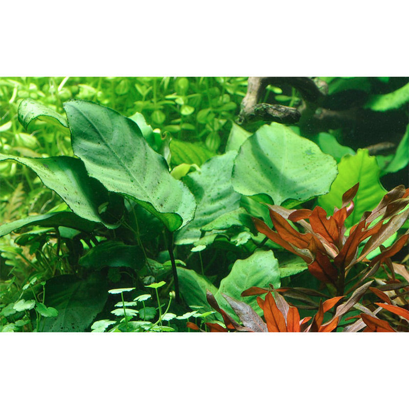 Anubias barteri sp. Nr.13 ca. 20-45 cm på rod XL