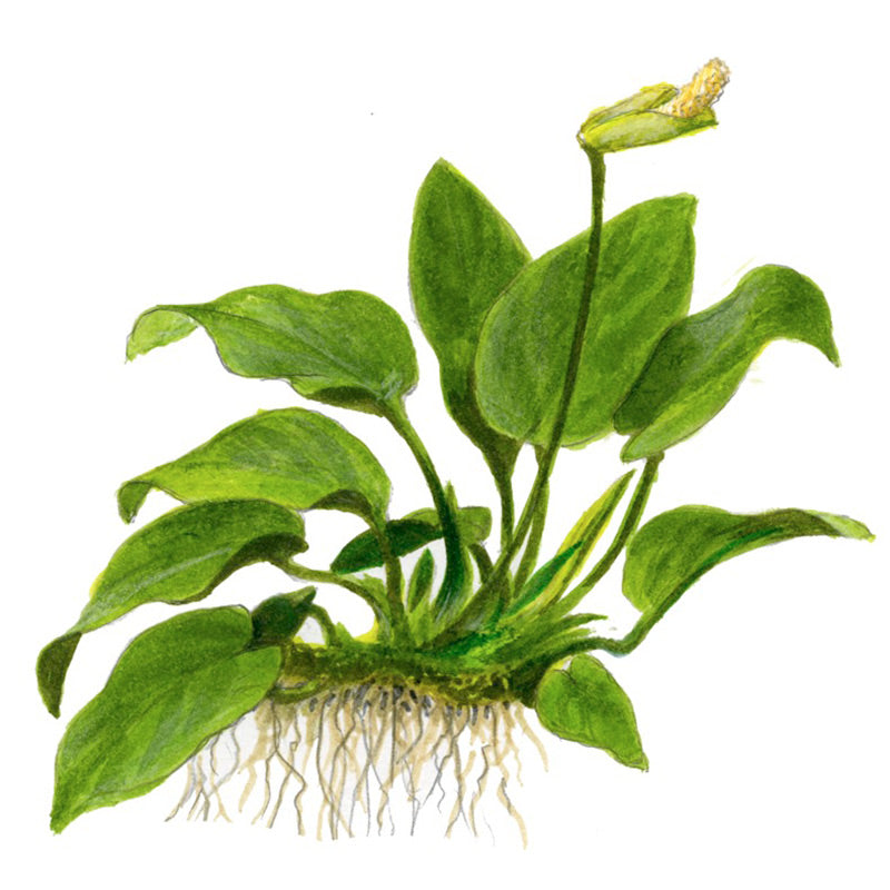 Anubias barteri sp. Nr.13 ca. 20-45 cm på rod XL