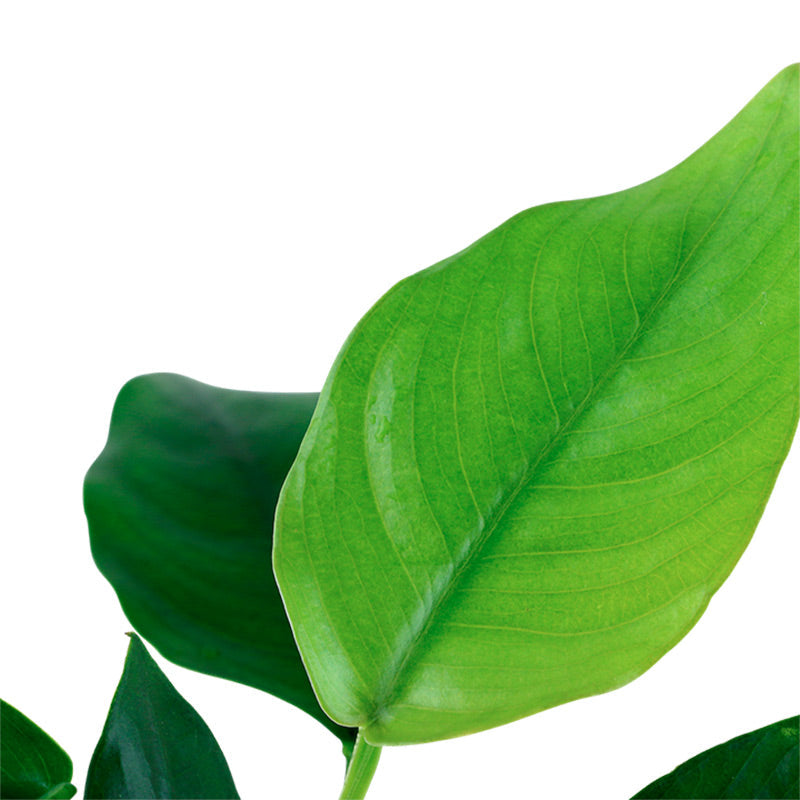 Anubias barteri var. Nana Nr.12 på rod m/sugekop
