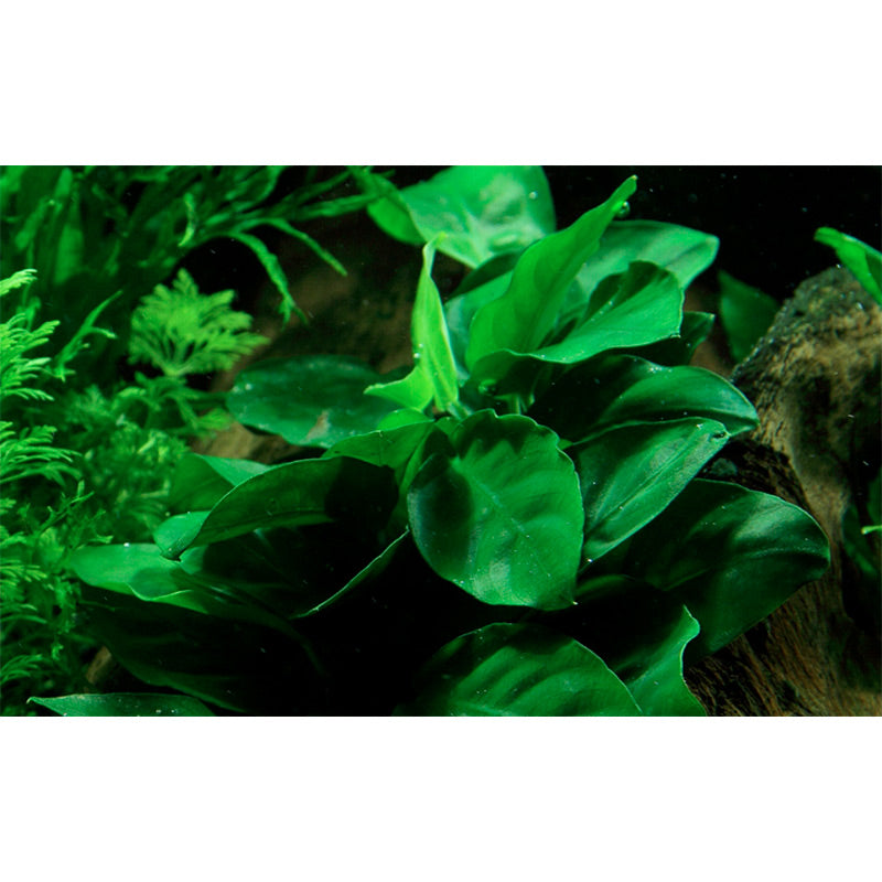 Anubias barteri var. Nana Nr.12 på rod m/sugekop