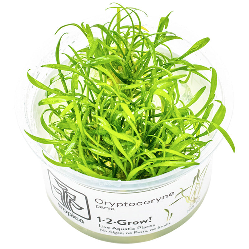 Cryptocoryne parva Nr.8 1-2 Grow! ca. 5-10 cm