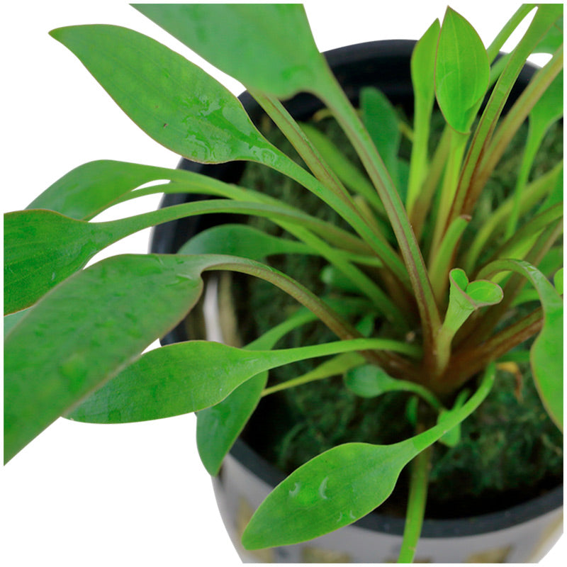 Cryptocoryne x willisii Nr.7 ca. 7-20 cm
