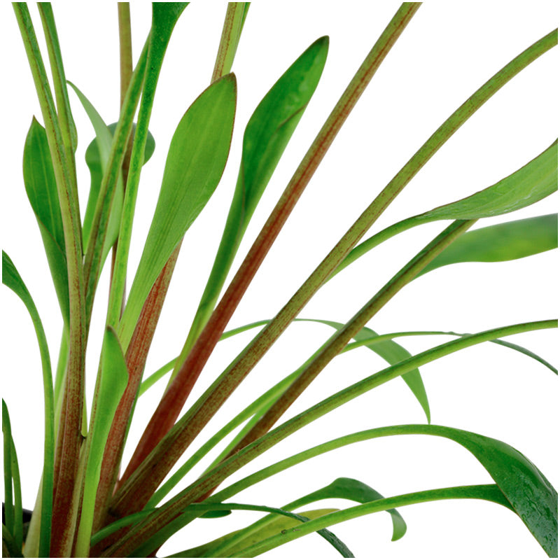 Cryptocoryne x willisii Nr.7 ca. 7-20 cm