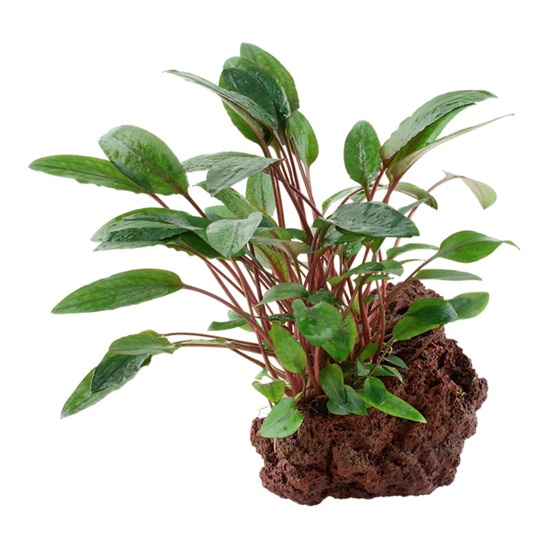 Cryptocoryne beckettii 'Petchii' Nr.10 ca. 8-10 cm på lavasten