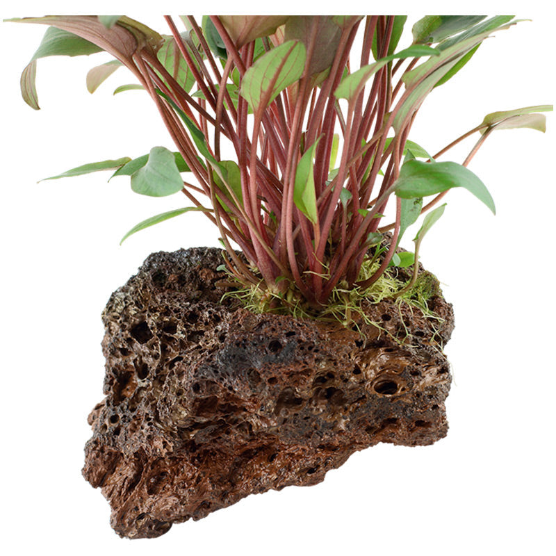 Cryptocoryne beckettii 'Petchii' Nr.10 ca. 8-10 cm på lavasten