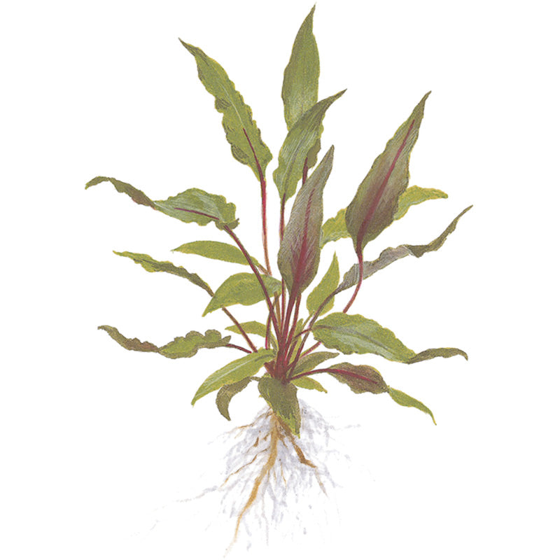 Cryptocoryne beckettii 'Petchii' Nr.10 ca. 8-10 cm på lavasten