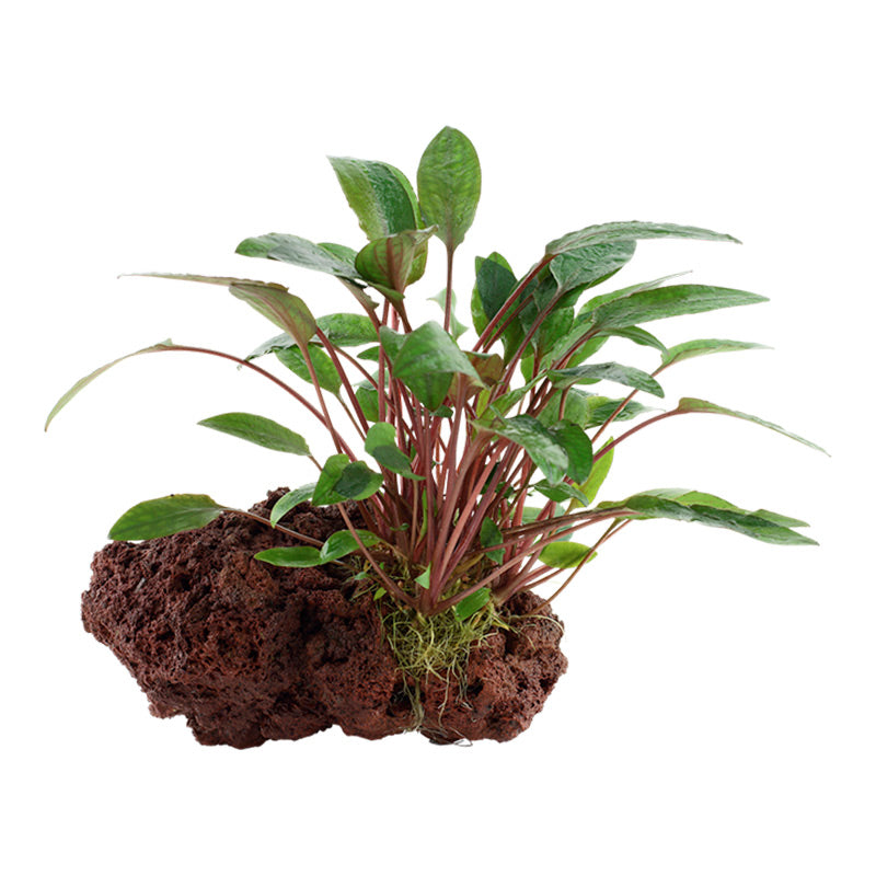 Cryptocoryne beckettii 'Petchii' Nr.10 ca. 8-10 cm på lavasten