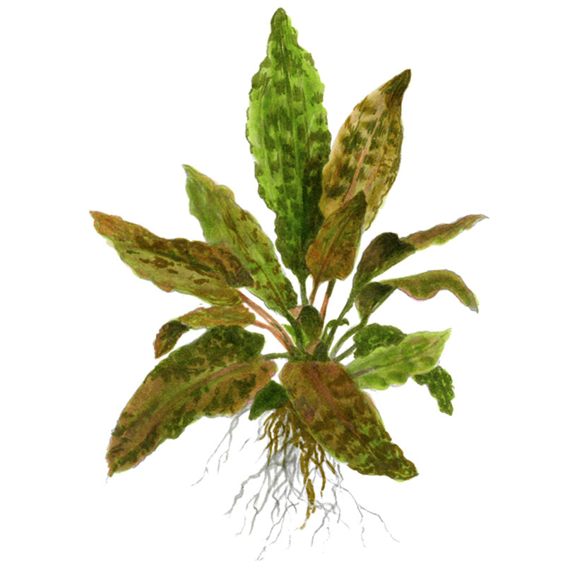 Cryptocoryne wendtii 'Tropica' Nr.7 potte