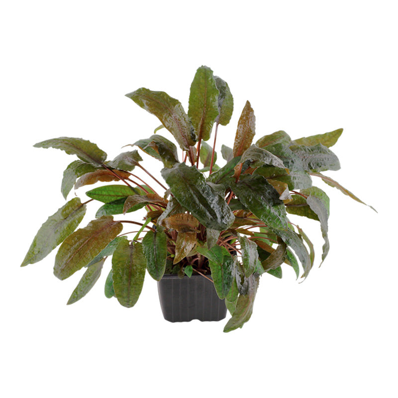 Cryptocoryne wendtii 'Tropica' Nr.11 ca. 10-15 cm XL potte