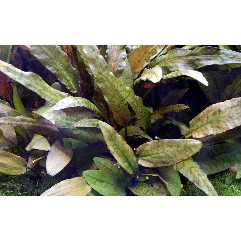 Cryptocoryne wendtii 'Tropica' Nr.11 ca. 10-15 cm XL potte